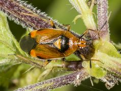 Blomstertæge - Deraeocoris ruber